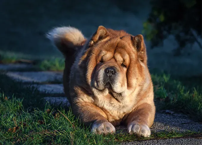 dog breeds that look like bears chow chow' fetchpriority='auto' title='11 Dog Breeds That Look Like Bears