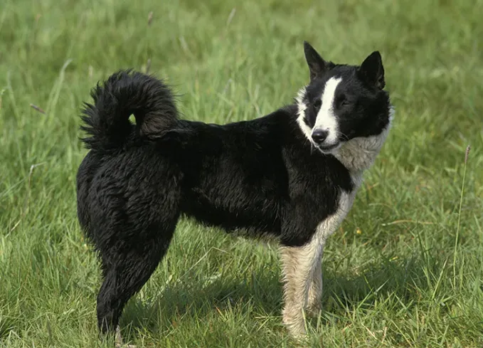 dog breeds that look like bears karelian bear dog' fetchpriority='auto' title='11 Dog Breeds That Look Like Bears