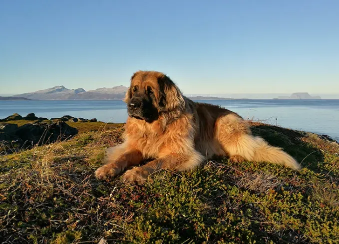 dog breeds that look like bears leonberger' fetchpriority='auto' title='11 Dog Breeds That Look Like Bears
