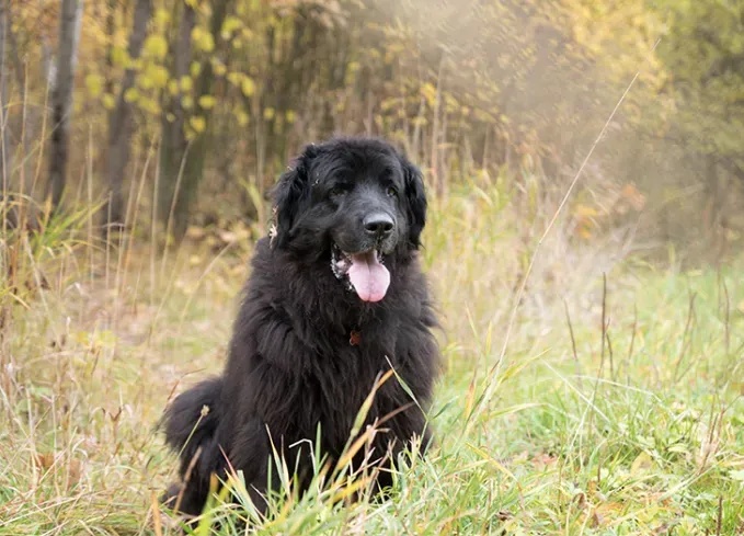 dog breeds that look like bears newfoundland' fetchpriority='auto' title='11 Dog Breeds That Look Like Bears