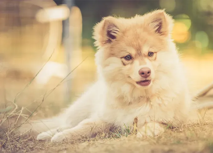 dog breeds that look like bears swedish lapphund' fetchpriority='auto' title='11 Dog Breeds That Look Like Bears