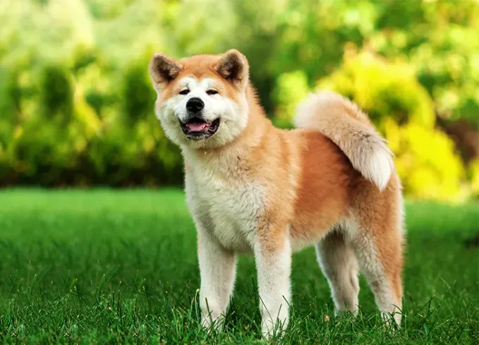 11 koiranrotu, joka näyttää karhulta