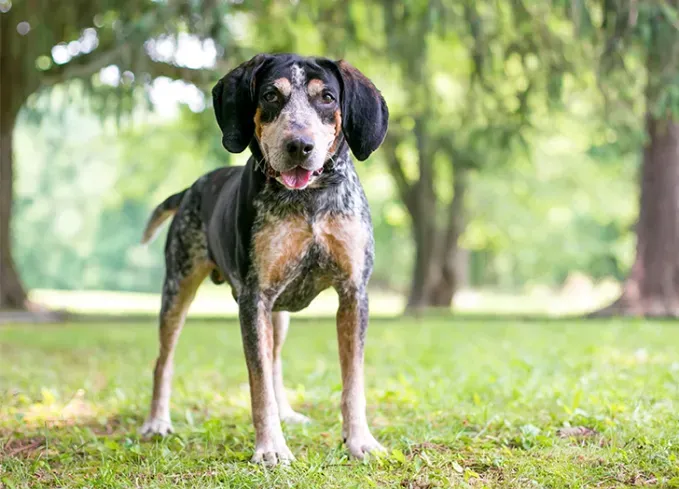 hunting dog breeds bluetick coonhound' fetchpriority='auto' title='25 Hunting Dog Breeds That Make the Bravest Companions