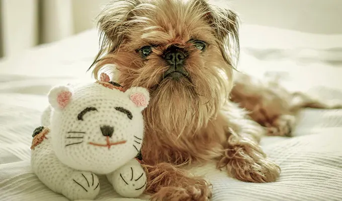 best-lap-dogs: Brussels Griffon with stuffed animal' fetchpriority='auto' title='The 20 Best Lap Dogs That Are Basically Cuddle Toys