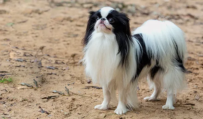 best lap dogs: Japanese chin dog' fetchpriority='auto' title='The 20 Best Lap Dogs That Are Basically Cuddle Toys