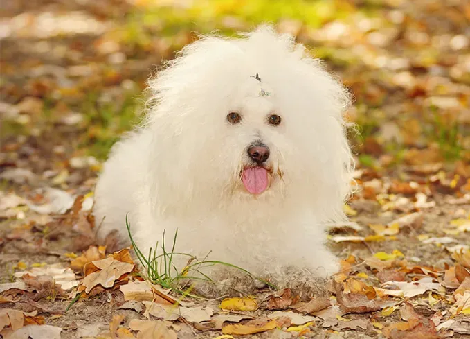 best lap dogs bolognese' fetchpriority='auto' title='The 20 Best Lap Dogs That Are Basically Cuddle Toys