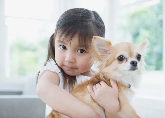 best lap dogs chihuahua' fetchpriority='auto' title='The 20 Best Lap Dogs That Are Basically Cuddle Toys