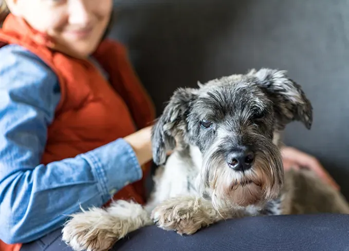 best lap dogs miniature schnauzer' fetchpriority='auto' title='The 20 Best Lap Dogs That Are Basically Cuddle Toys