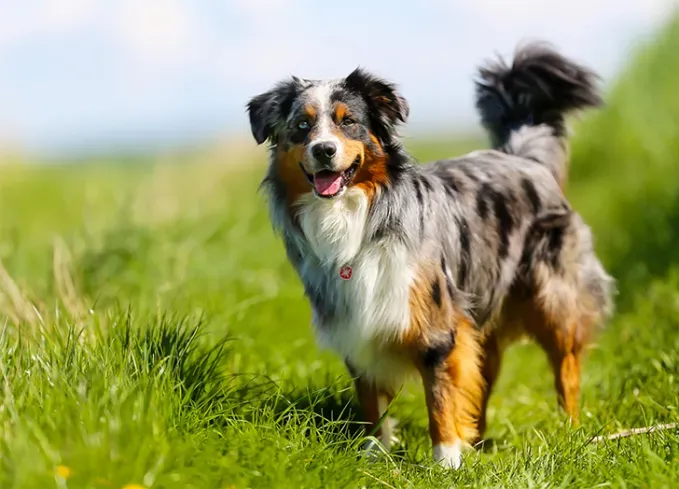 herding dog breeds australian shepherd' fetchpriority='auto' title='25 Herding Dog Breeds That Are Used to a Little Chaos