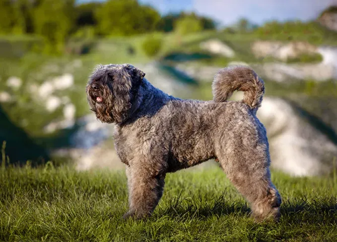 herding dog breeds bouvier des flandres' fetchpriority='auto' title='25 Herding Dog Breeds That Are Used to a Little Chaos