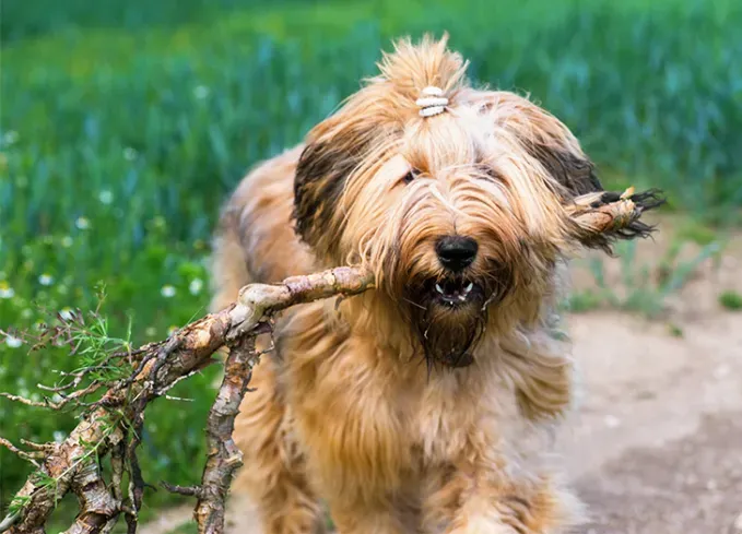 herding dog breeds briard' fetchpriority='auto' title='25 Herding Dog Breeds That Are Used to a Little Chaos