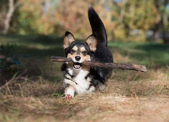 herding dog breeds cardigan welsh corgi' fetchpriority='auto' title='25 Herding Dog Breeds That Are Used to a Little Chaos