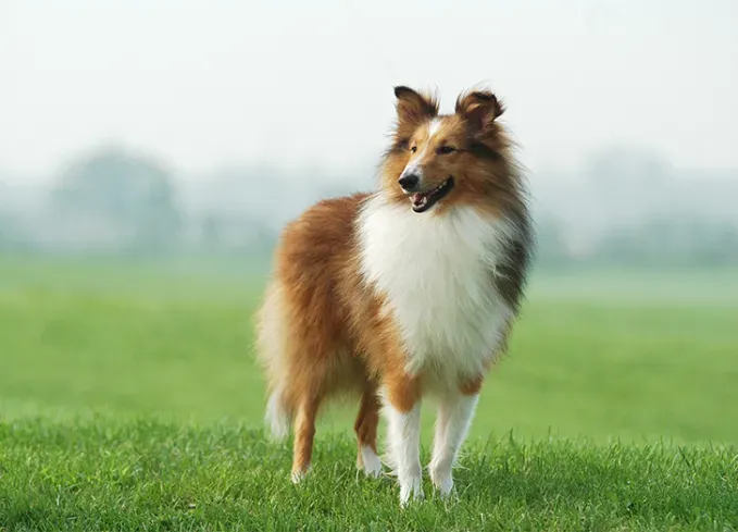 herding dog breeds collie' fetchpriority='auto' title='25 Herding Dog Breeds That Are Used to a Little Chaos