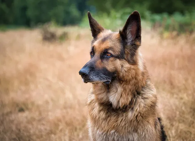 herding dog breeds german shepherd' fetchpriority='auto' title='25 Herding Dog Breeds That Are Used to a Little Chaos