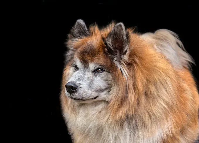 herding dog breeds icelandic sheepdog' fetchpriority='auto' title='25 Herding Dog Breeds That Are Used to a Little Chaos
