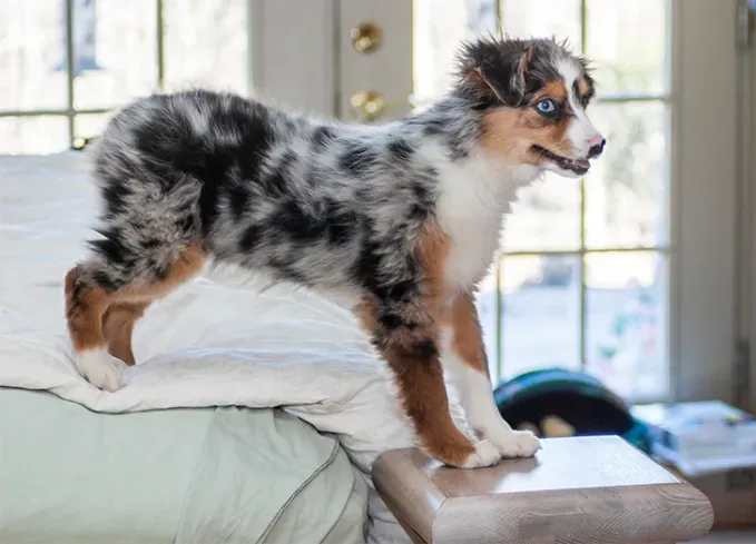 herding dog breeds miniature american shepherd' fetchpriority='auto' title='25 Herding Dog Breeds That Are Used to a Little Chaos