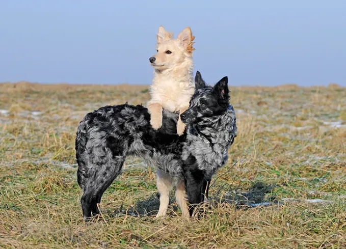 herding dog breeds mudi' fetchpriority='auto' title='25 Herding Dog Breeds That Are Used to a Little Chaos