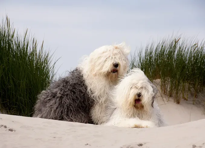 herding dog breeds old english sheepdog' fetchpriority='auto' title='25 Herding Dog Breeds That Are Used to a Little Chaos