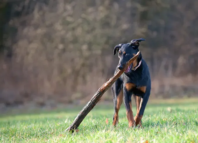 hunting dog breeds beauceron' fetchpriority='auto' title='25 Herding Dog Breeds That Are Used to a Little Chaos