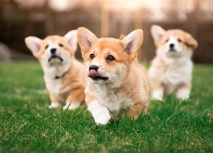 herding dog breeds pembroke welsh corgi' fetchpriority='auto' title='25 Herding Dog Breeds That Are Used to a Little Chaos