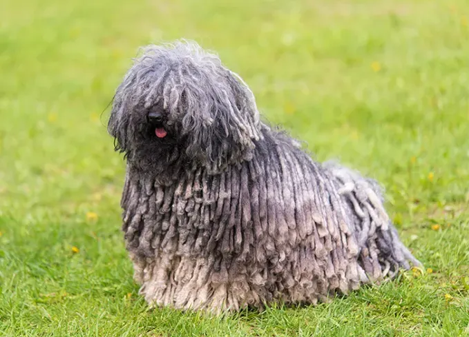 herding dog breeds puli' fetchpriority='auto' title='25 Herding Dog Breeds That Are Used to a Little Chaos