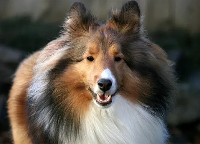 herding dog breeds shetland sheepdog' fetchpriority='auto' title='25 Herding Dog Breeds That Are Used to a Little Chaos