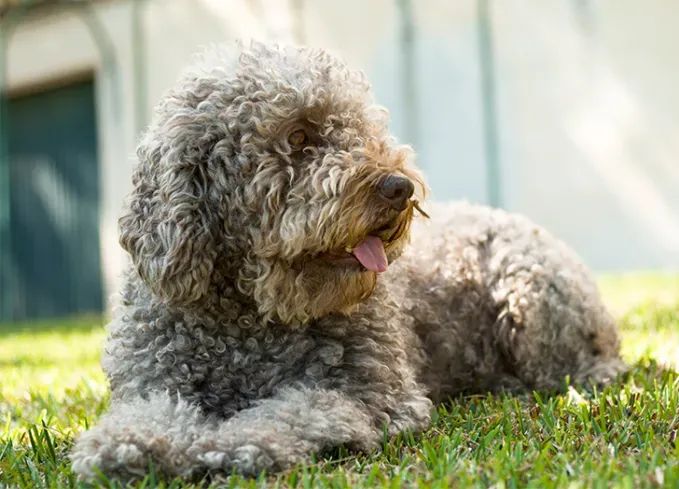 herding dog breeds spanish water dog' fetchpriority='auto' title='25 Herding Dog Breeds That Are Used to a Little Chaos