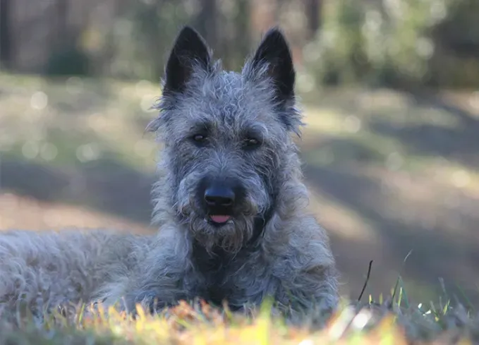 herding dog breeds belgian laekenois' fetchpriority='auto' title='25 Herding Dog Breeds That Are Used to a Little Chaos