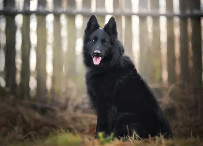 herding dog breeds belgian sheepdog' fetchpriority='auto' title='25 Herding Dog Breeds That Are Used to a Little Chaos