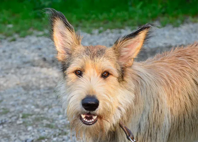 herding dog breeds berger picard' fetchpriority='auto' title='25 Herding Dog Breeds That Are Used to a Little Chaos