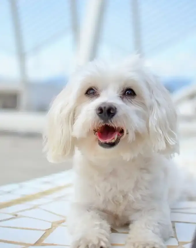 toy dog breeds maltese' fetchpriority='auto' title='20 Toy Dog Breeds That Prove Big Things Come in Small Packages