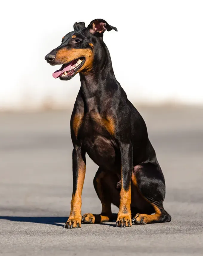 toy dog breeds manchester terrier' fetchpriority='auto' title='20 Toy Dog Breeds That Prove Big Things Come in Small Packages