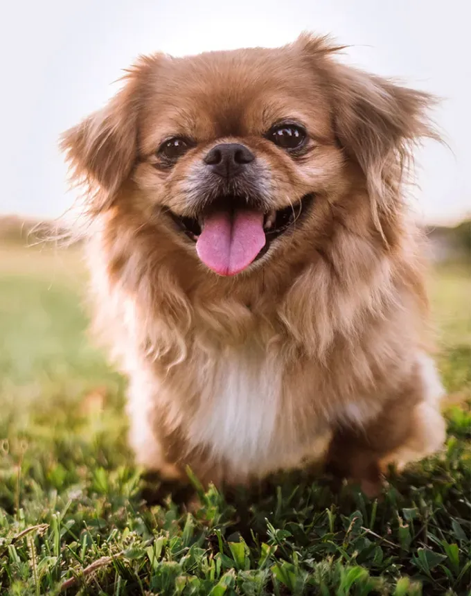 toy dog breeds pekingese' fetchpriority='auto' title='20 Toy Dog Breeds That Prove Big Things Come in Small Packages