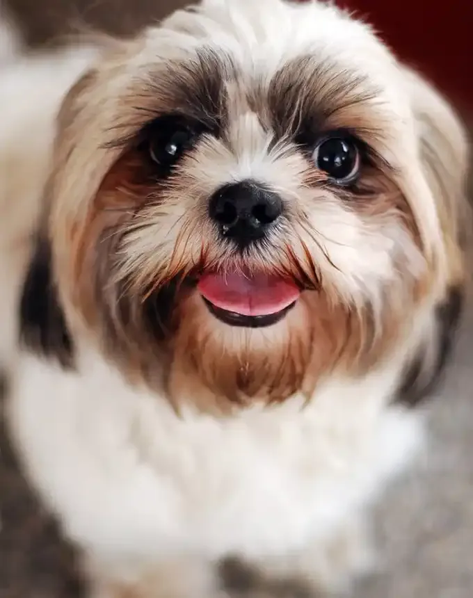 toy dog breeds shih tzu' fetchpriority='auto' title='20 Toy Dog Breeds That Prove Big Things Come in Small Packages