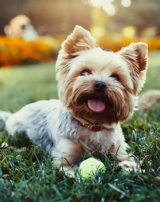 toy dog breeds yorkshire terrier' fetchpriority='auto' title='20 Toy Dog Breeds That Prove Big Things Come in Small Packages