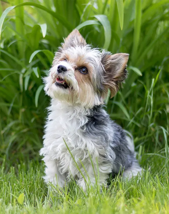 toy dog breeds biewer terrier' fetchpriority='auto' title='20 Toy Dog Breeds That Prove Big Things Come in Small Packages