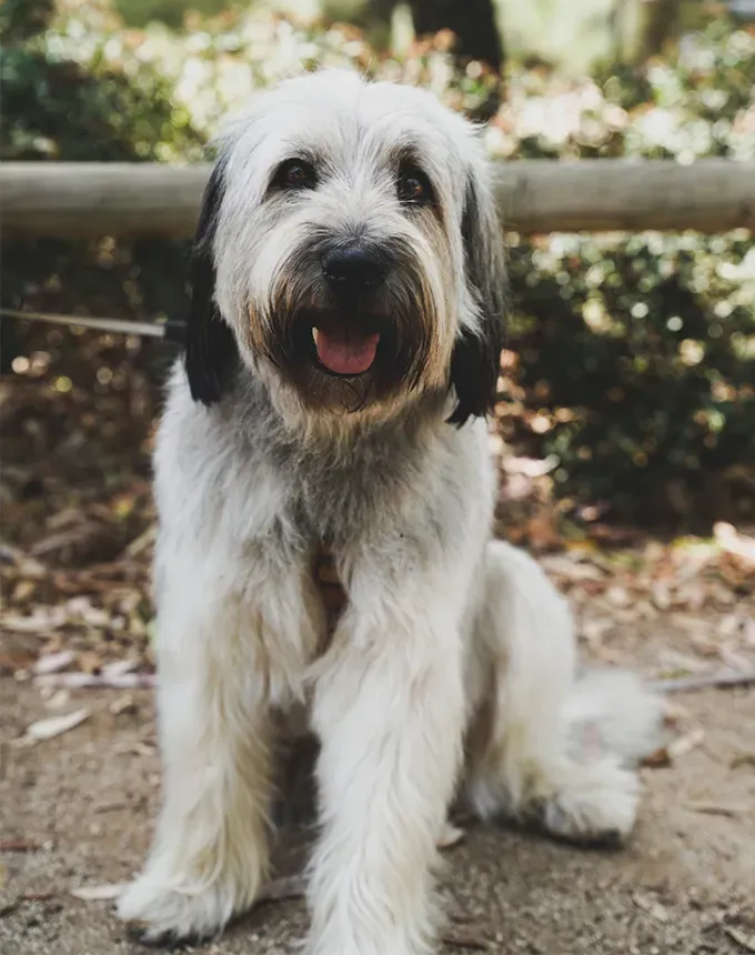 shaggy dog breeds polish lowland sheepdog' fetchpriority='auto' title='15 Shaggy Dog Breeds That Are Too Lovable for Words