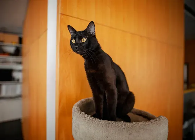 black cat breeds bombay' fetchpriority='auto' title='20 Black Cat Breeds (Because Whoever Said They’re Bad Luck Was So Wrong)