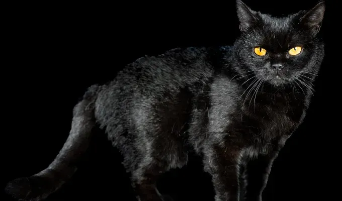 Studio photo of black british shorthair cat on black background.' fetchpriority='auto' title='20 Black Cat Breeds (Because Whoever Said They’re Bad Luck Was So Wrong)