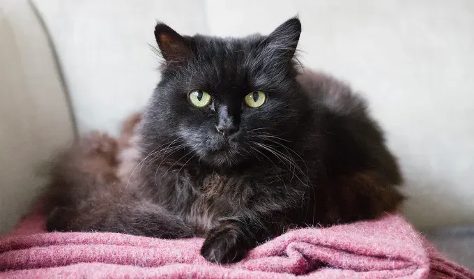 Black siberian cat on pink blanket' fetchpriority='auto' title='20 Black Cat Breeds (Because Whoever Said They’re Bad Luck Was So Wrong)