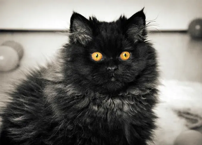 black cat breeds persian' fetchpriority='auto' title='20 Black Cat Breeds (Because Whoever Said They’re Bad Luck Was So Wrong)