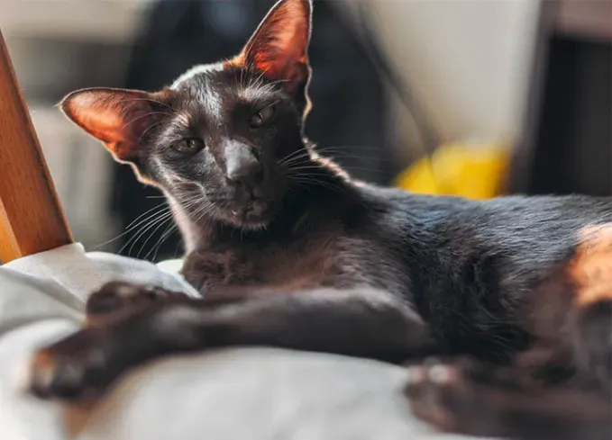 black cat breeds oriental shorthair' fetchpriority='auto' title='20 Black Cat Breeds (Because Whoever Said They’re Bad Luck Was So Wrong)
