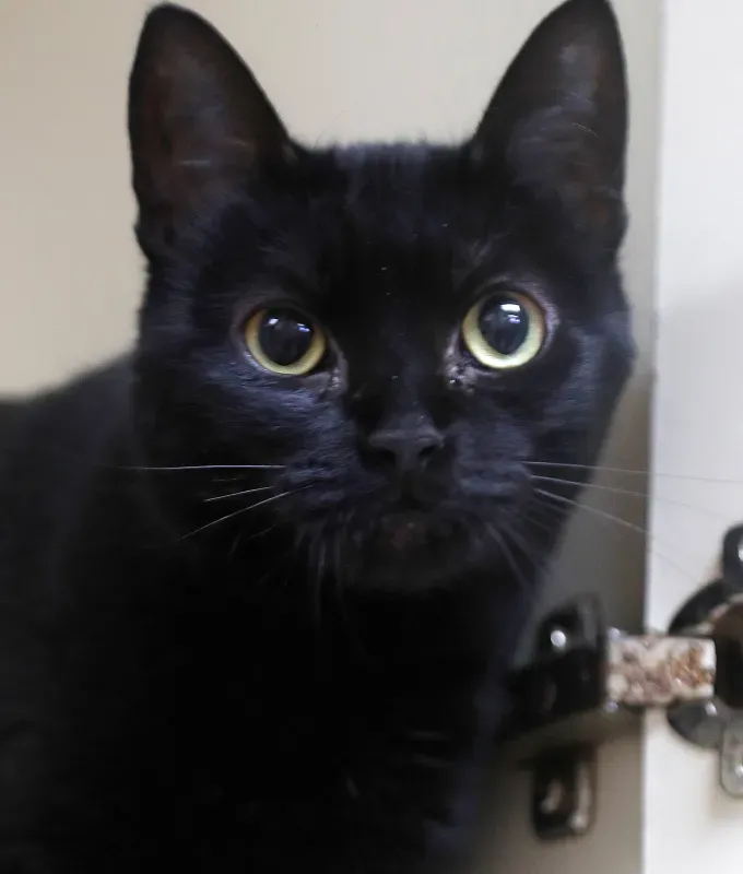 Black american shorthair cat looking directly at camera' fetchpriority='auto' title='20 Black Cat Breeds (Because Whoever Said They’re Bad Luck Was So Wrong)