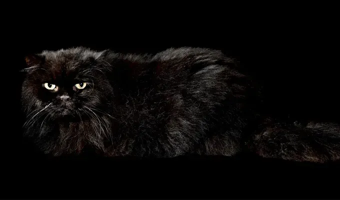Studio shot of black Selkirk Rex cat on black background' fetchpriority='auto' title='20 Black Cat Breeds (Because Whoever Said They’re Bad Luck Was So Wrong)