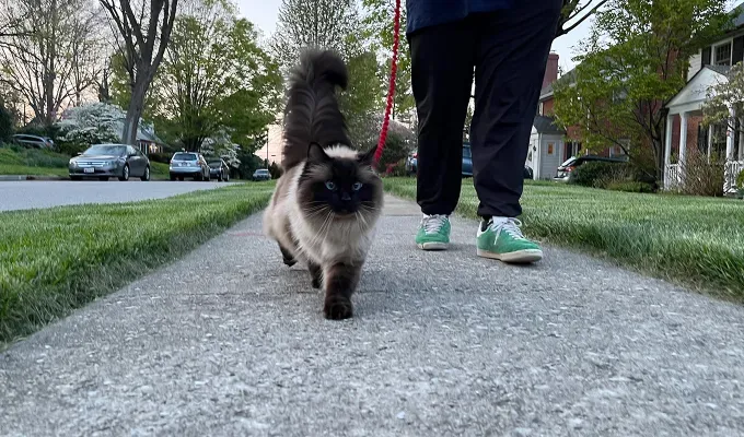 Black ragdoll cat on a leash on a walk' fetchpriority='auto' title='20 Black Cat Breeds (Because Whoever Said They’re Bad Luck Was So Wrong)