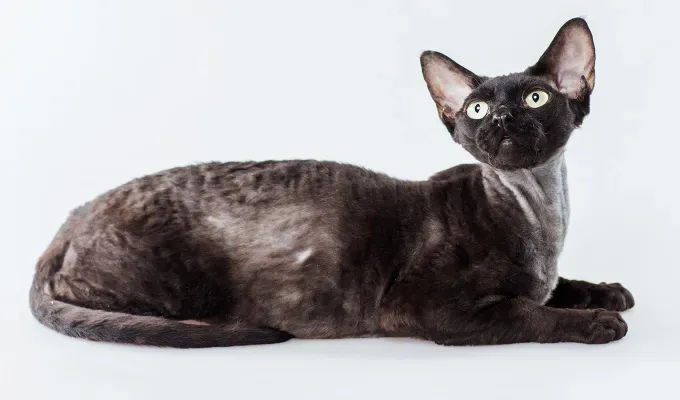 Black cat Cornish Rex posing on a gray background in studio' fetchpriority='auto' title='20 Black Cat Breeds (Because Whoever Said They’re Bad Luck Was So Wrong)