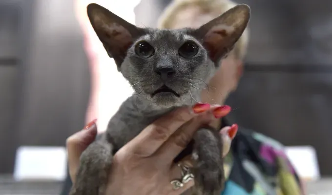 black cat breeds peterbald 1' fetchpriority='auto' title='20 Black Cat Breeds (Because Whoever Said They’re Bad Luck Was So Wrong)