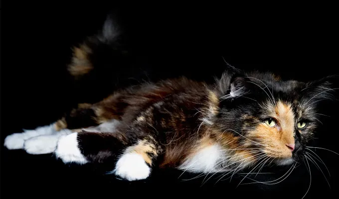 Studio photo of a black and tan Norwegian Forest cat' fetchpriority='auto' title='20 Black Cat Breeds (Because Whoever Said They’re Bad Luck Was So Wrong)