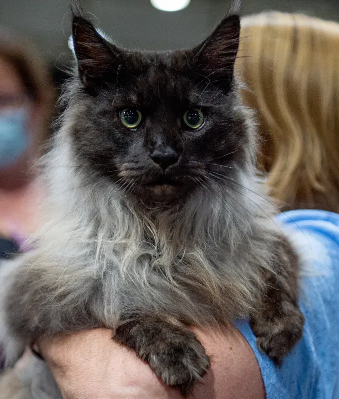 black cat breeds maine coon 1' fetchpriority='auto' title='20 Black Cat Breeds (Because Whoever Said They’re Bad Luck Was So Wrong)