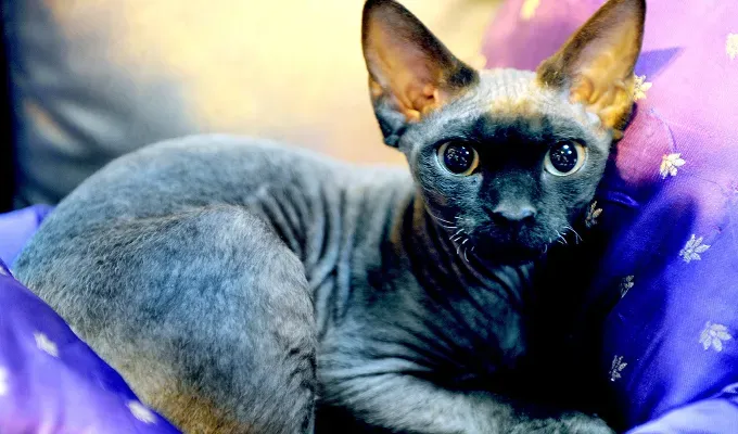 black cat breeds devon rex 1' fetchpriority='auto' title='20 Black Cat Breeds (Because Whoever Said They’re Bad Luck Was So Wrong)